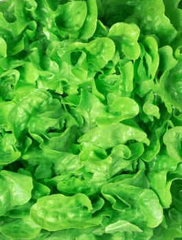 fresh green salad macro