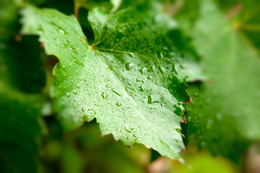 grape leaf with water drops