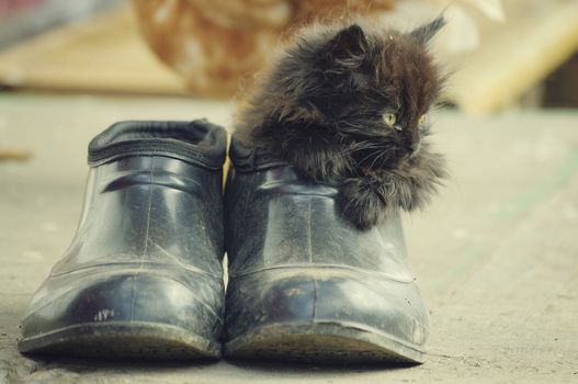 little kitten in a large boot