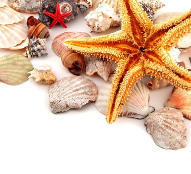 Seashell collection on white or isolated