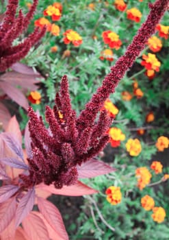 yellow flowers and red in summer season