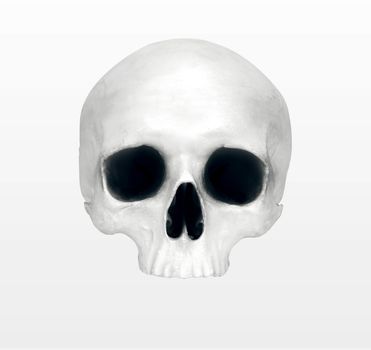 close up of a skeleton on white background