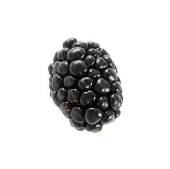 Single blackberry isolated on a white background