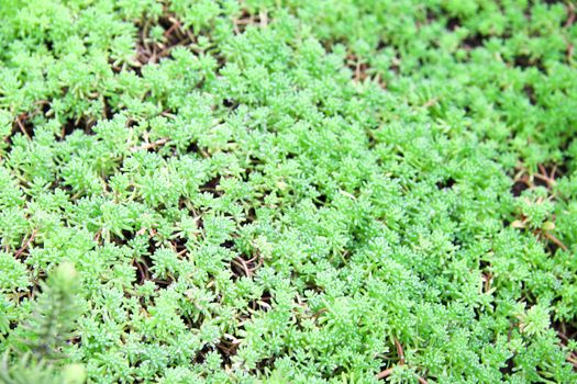 green plants