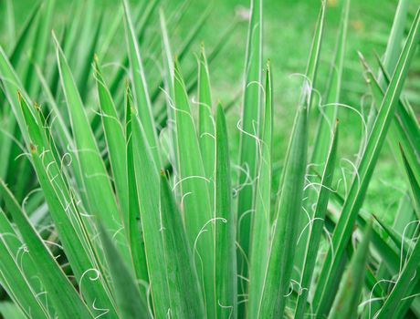 greeen plant close up