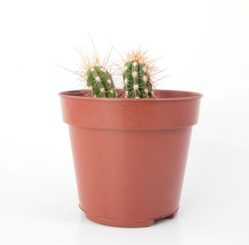 Two Cactus with Thorns in a Pot
