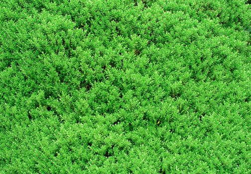 Bush close up texture