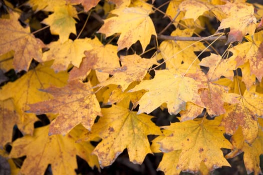 Dry yellow leaves