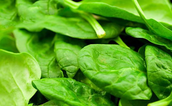 fresh green lettuce salad closeup