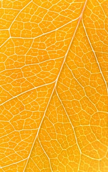 Beautiful yellow autumn leaves background