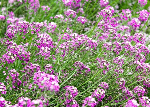 Purple flower carpet