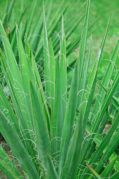 Close-up of green plant