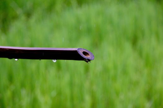 photo image with green lawn and bamboo cane