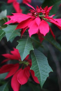 image with color flowers and leaf