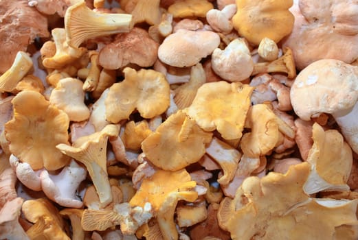 Chanterelle and piggsopp