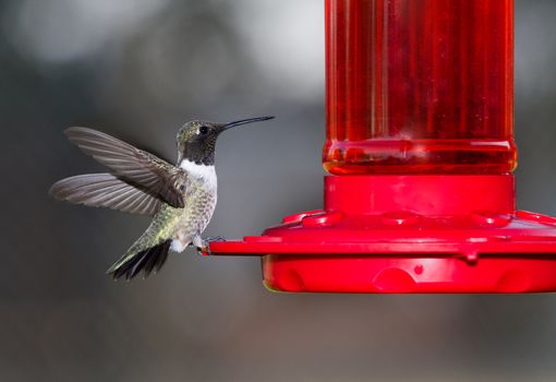 Tiny humming bird flapping its wings while drinking