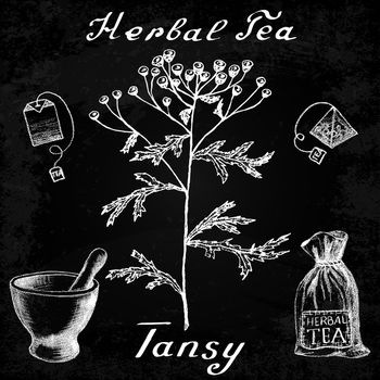 Tansy hand drawn sketch botanical illustration. Vector drawing. Herbal tea elements - tea bag, bag, mortar and pestle. Medical herbs. Lettering in English languages. Effect chalk board