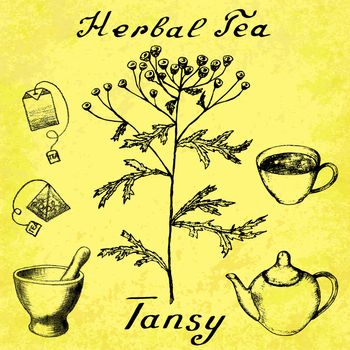 Tansy hand drawn sketch botanical illustration. Vector drawing. Herbal tea elements - cup, teapot, kettle, tea bag, bag, mortar and pestle. Medical herbs. Lettering in English. Grunge background