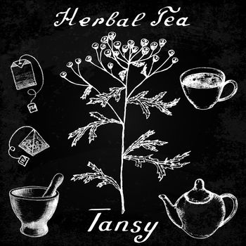 Tansy hand drawn sketch botanical illustration. Vector drawing. Herbal tea elements - cup, teapot, kettle, tea bag, bag, mortar and pestle. Medical herbs. Lettering in English. Effect chalk board