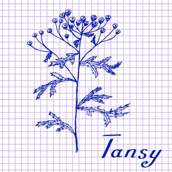 Tansy. Botanical drawing on exercise book background. Vector illustration. Medical herbs