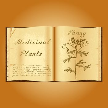 Tansy. Botanical illustration. Medical plants. Old open book herbalist. Grunge background. Vector illustration