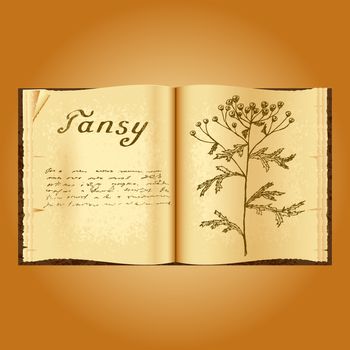 Tansy. Botanical illustration. Medical plants. Old open book herbalist. Grunge background. Vector illustration