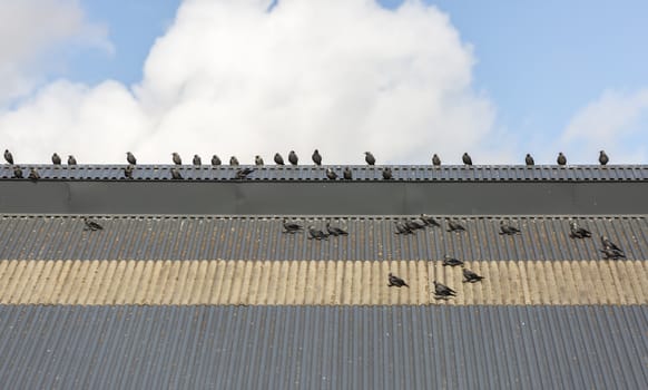 Western Jackdaws on Roof with a partly cloudy sky behind.