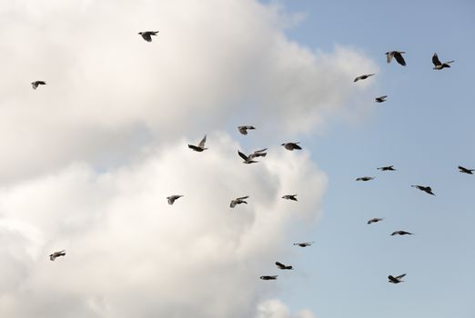 Flock of Western Jackdaws Flying with a partly cloudy sky.