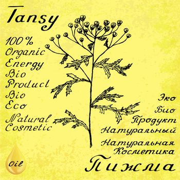 Tansy hand drawn sketch botanical illustration. Vector drawing. Medical herbs. Lettering in English and Russian languages. Grunge background. Oil drop