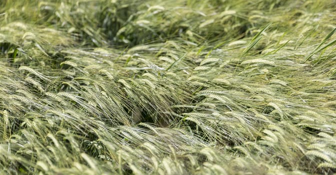 Barley Blowing in the Wind.