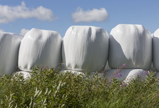Silage Balls Close Up with vegetation in the foreground.