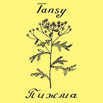 Tansy hand drawn sketch botanical illustration. Vector drawing. Medical herbs. Lettering in English and Russian