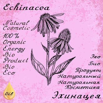 Echinacea hand drawn sketch botanical illustration. Vector drawing. Medical herbs. Lettering in English and Russian languages. Grunge background. Oil drop