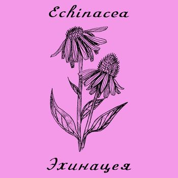 Echinacea hand drawn sketch botanical illustration. Vector drawing. Medical herbs. Lettering in English and Russian