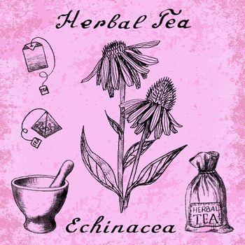 Echinacea hand drawn sketch botanical illustration. Vector drawing. Herbal tea elements - tea bag, bag, mortar and pestle. Medical herbs. Lettering in English languages. Grunge background