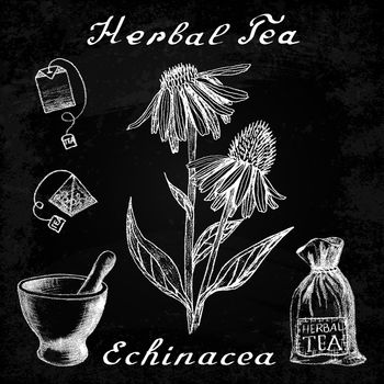 Echinacea hand drawn sketch botanical illustration. Vector drawing. Herbal tea elements - tea bag, bag, mortar and pestle. Medical herbs. Lettering in English languages. Effect chalk board