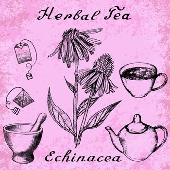 Echinacea hand drawn sketch botanical illustration. Vector drawing. Herbal tea elements - cup, teapot, kettle, tea bag, bag, mortar and pestle. Medical herbs. Lettering in English. Grunge background