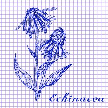 Echinacea. Botanical drawing on exercise book background. Vector illustration. Medical herbs