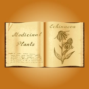 Echinacea. Botanical illustration. Medical plants. Old open book herbalist. Grunge background. Vector illustration