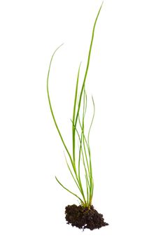 Young grass clump isolated over white