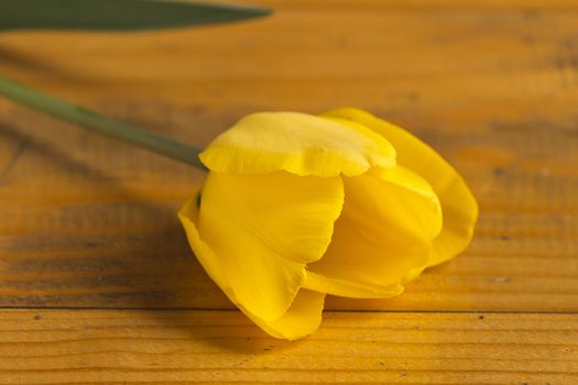 Yellow tulip on a wooden surface.Elegant design of Easter or mothers day gift over wooden background.
