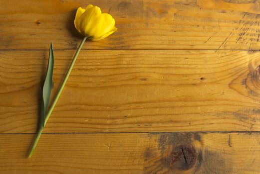 Beautiful yellow tulip on a  wooden background.Elegant design of Easter or Mothers Day gift over wooden background