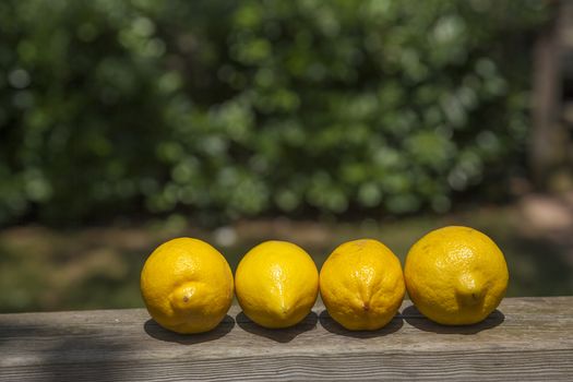 Four Lemons fruits line over a wood  terracce in a sunny day