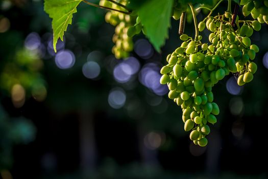 Vine and bunch of white grapes in a italian summer garden