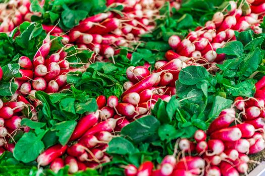 red radish on a french market table during summertime