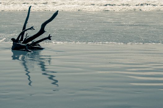 Drift wood on the beach in northern Italy during summertime