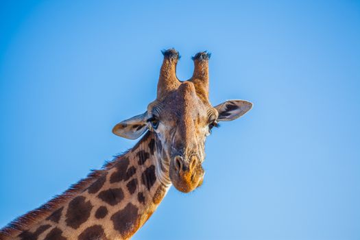 A typical african giraffa watching straight to camera lens
