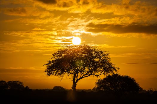 A typical african sunset with a front tree silhouettes and clouds