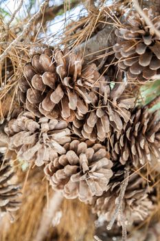 A set of drought acorns hanged to their tree