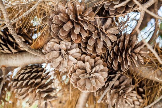 A set of drought acorns hanged to their tree